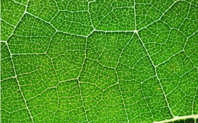 ¿Ciudades tan inteligentes como plantas?