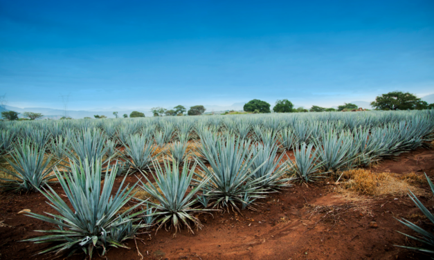 El Consejo Regulador del Tequila (CRT) y la Denominación de Origen “Tequila” (DOT), su influencia en el desarrollo turístico de la Ruta Del Tequila
