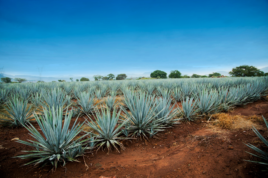 El Consejo Regulador del Tequila (CRT) y la Denominación de Origen “Tequila” (DOT), su influencia en el desarrollo turístico de la Ruta Del Tequila