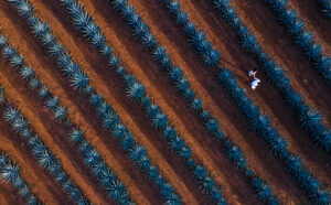 Campos de agave, patrimonio de la humanidad